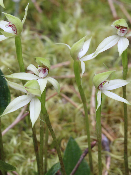 Adenochilus gracilis