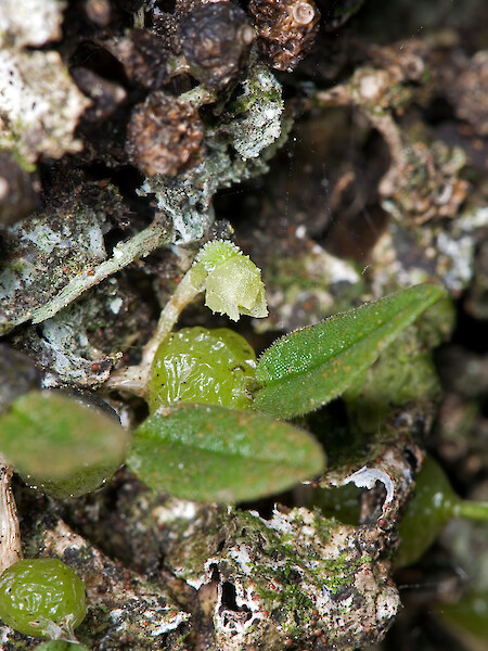 Bulbophyllum pygmaeum
