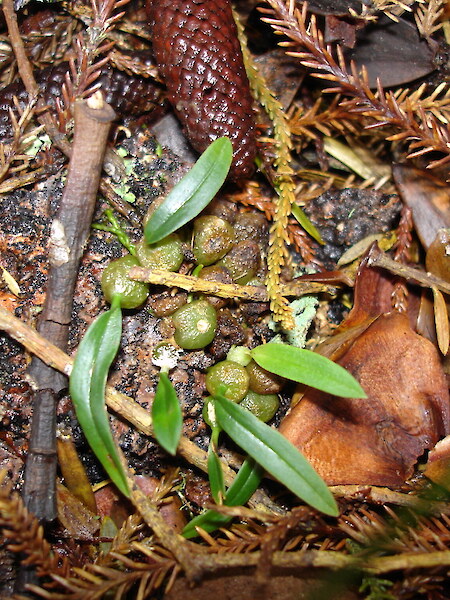Bulbophyllum tuberculatum