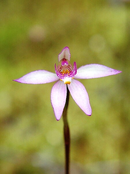 Caladenia alata