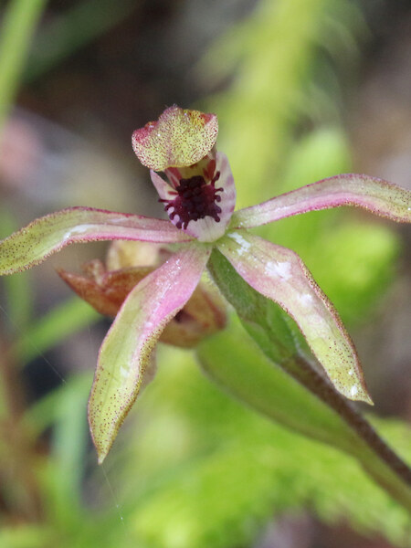 Caladenia atradenia