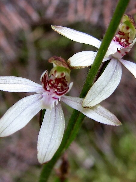 Caladenia chlorostyla