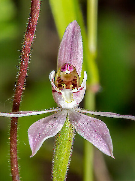 Caladenia variegata