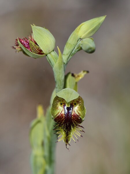 Calochilus herbaceus