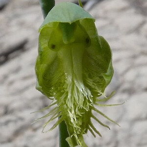 Pale form, Spirits Bay Road, Te Paki 2 October 2012. Photo: Bill Campbell