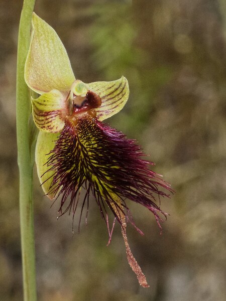 Calochilus paludosus