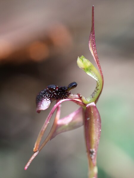 Chiloglottis formicifera