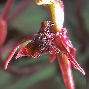 Flower close up. Photo: Unspecified