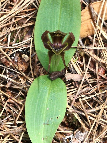 Chiloglottis valida
