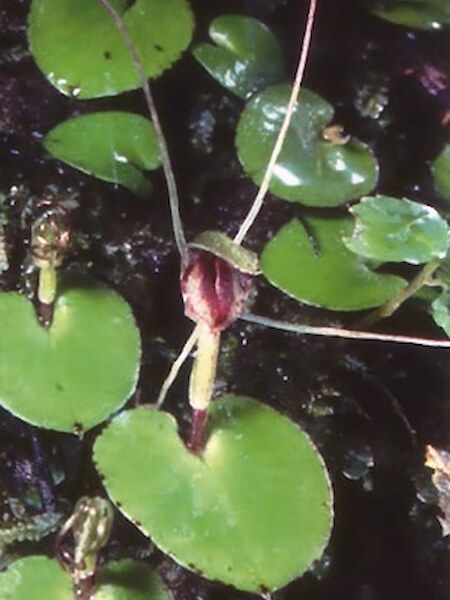 Corybas “Pollok”