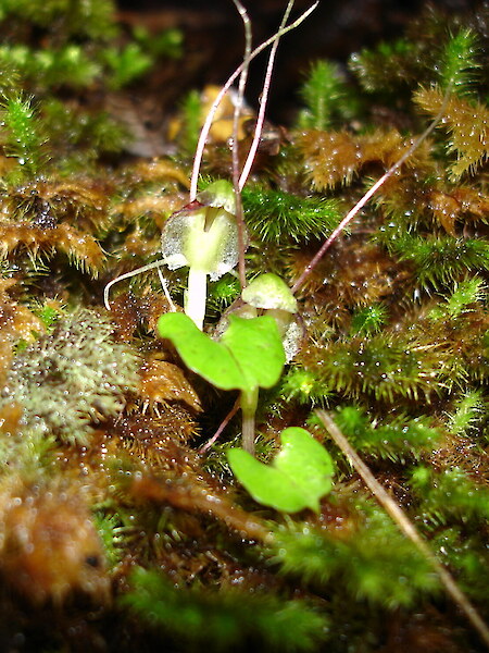 Corybas “pygmy”