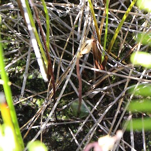 Habitat, Whangamarino Wetland 28 January 2014. Photo: Bill Campbell
