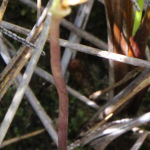Plant with dehisced seed capsule, Whangamarino Wetland 28 January 2014. Photo: Bill Campbell