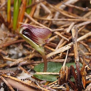 Whangamarino Wetland. Photo: Catherine Beard