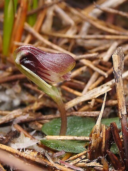 Corybas carsei