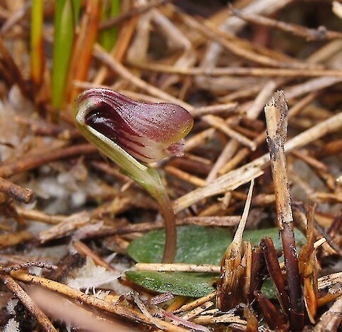 Whangamarino Wetland. Photo: Catherine Beard