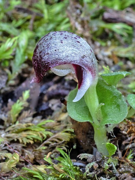 Corybas cheesemanii