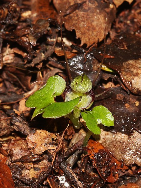 Corybas hypogaeus