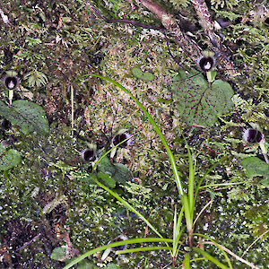 Kauaeranga Valley 31 October 2007. Photo: Jeremy R. Rolfe