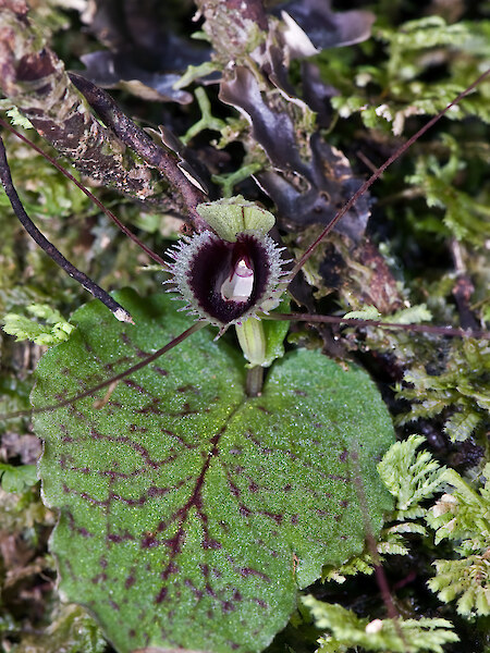 Corybas oblongus