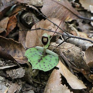Remutaka Forest Park 30 October 2013. Photo: Bill Campbell