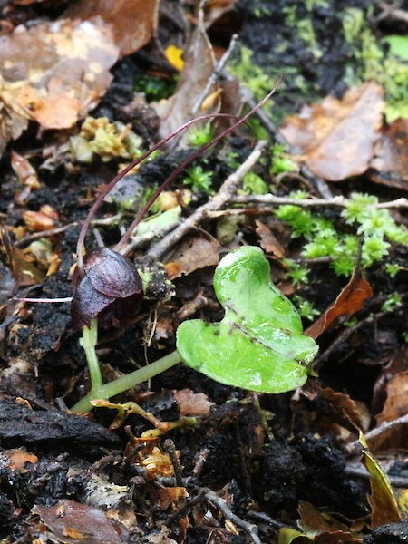 Corybas obscurus