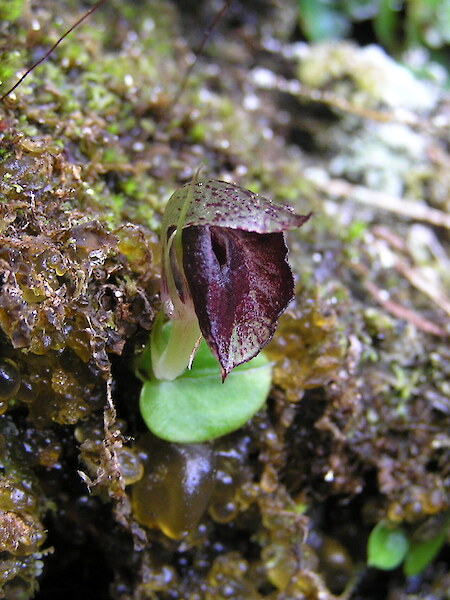 Corybas orbiculatus