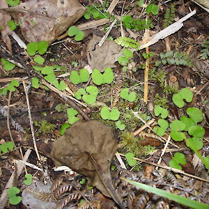 Otangaroa State Forest 27 October 2007. Photo: Bill Campbell