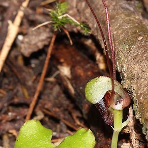 Otangaroa State Forest 29 August 2015. Photo: Bill Campbell