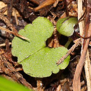 Otangaroa State Forest 29 August 2015. Photo: Bill Campbell