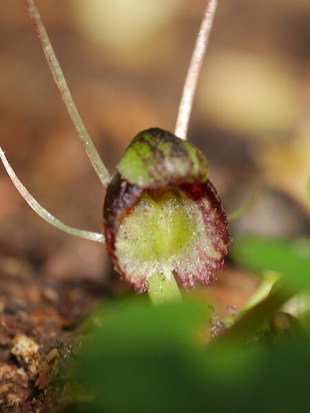 Corybas trilobus