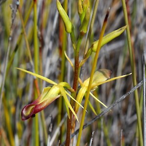 Kaimaumau Wetland 13 December 2019. Photo: Bill Campbell