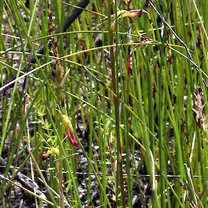 Kaimaumau Wetland 11 October 2022. Photo: Bill Campbell
