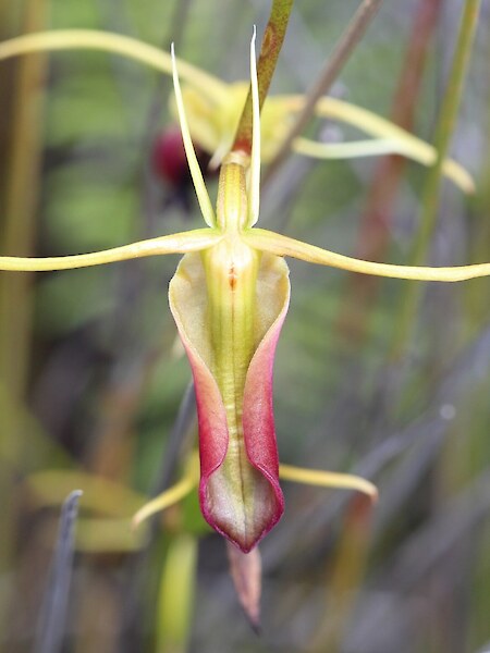 Cryptostylis subulata