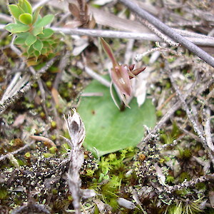 Lake Ohia 11 August 2007. Photo: Bill Campbell