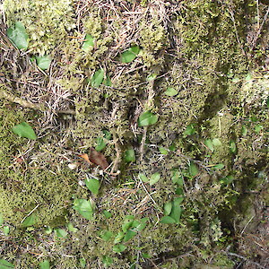 Whangaroa 8 October 2007. Photo: Bill Campbell