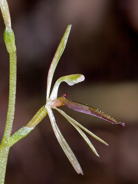 Cyrtostylis rotundifolia