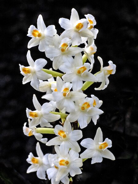 Earina autumnalis