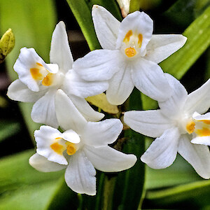 Close up of flowers. Photo: Rebecca Bowater