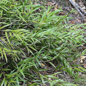 Five Mile Track, Remutaka Forest Park 10 December 2015. Photo: Bill Campbell