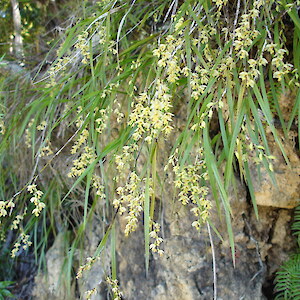 Growing on roadside bank, Kaiikanui Road, Opuawhanga 25 November 2007. Photo: Bill Campbell
