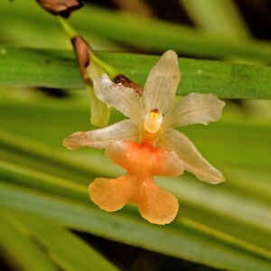 Close up of flower. Photo: Rebecca Bowater