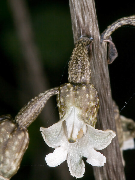 Gastrodia cooperae