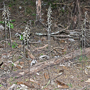Under Kunzea robusta, Wairarapa 2 January 2010. Photo: Jeremy R. Rolfe