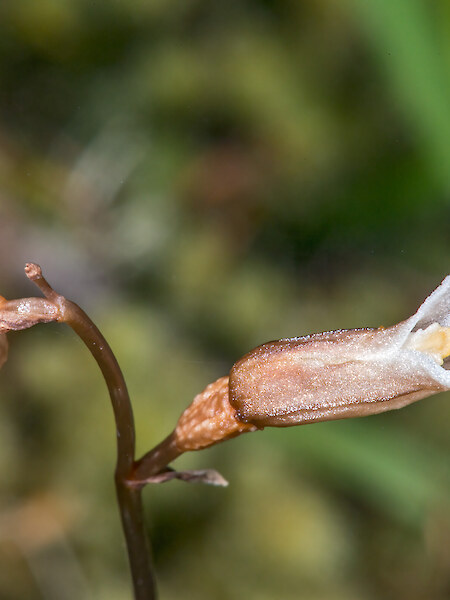 Gastrodia minor
