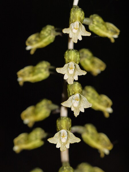 Gastrodia molloyi