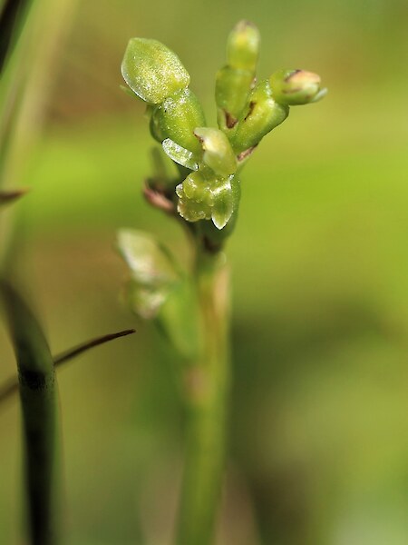 Microtis oligantha