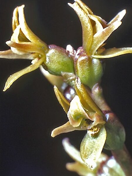 Prasophyllum colensoi
