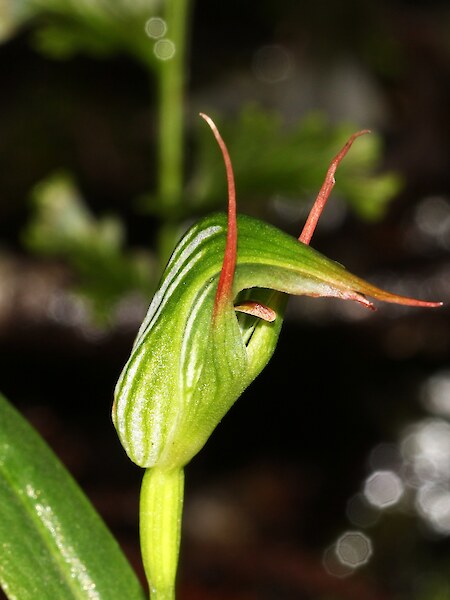 Pterostylis auriculata