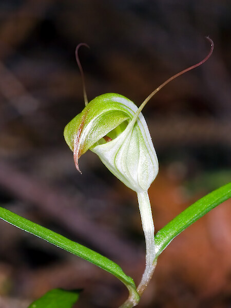 Pterostylis brumalis